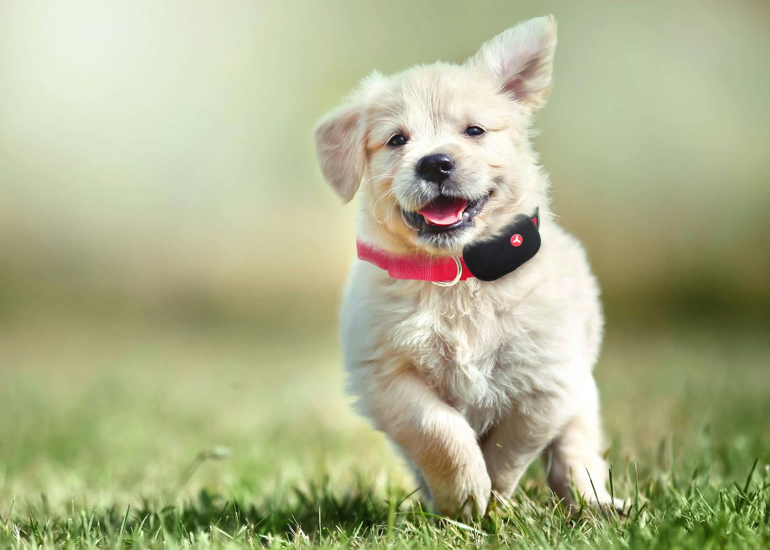 hund med sporingsenhed fra Yepzon